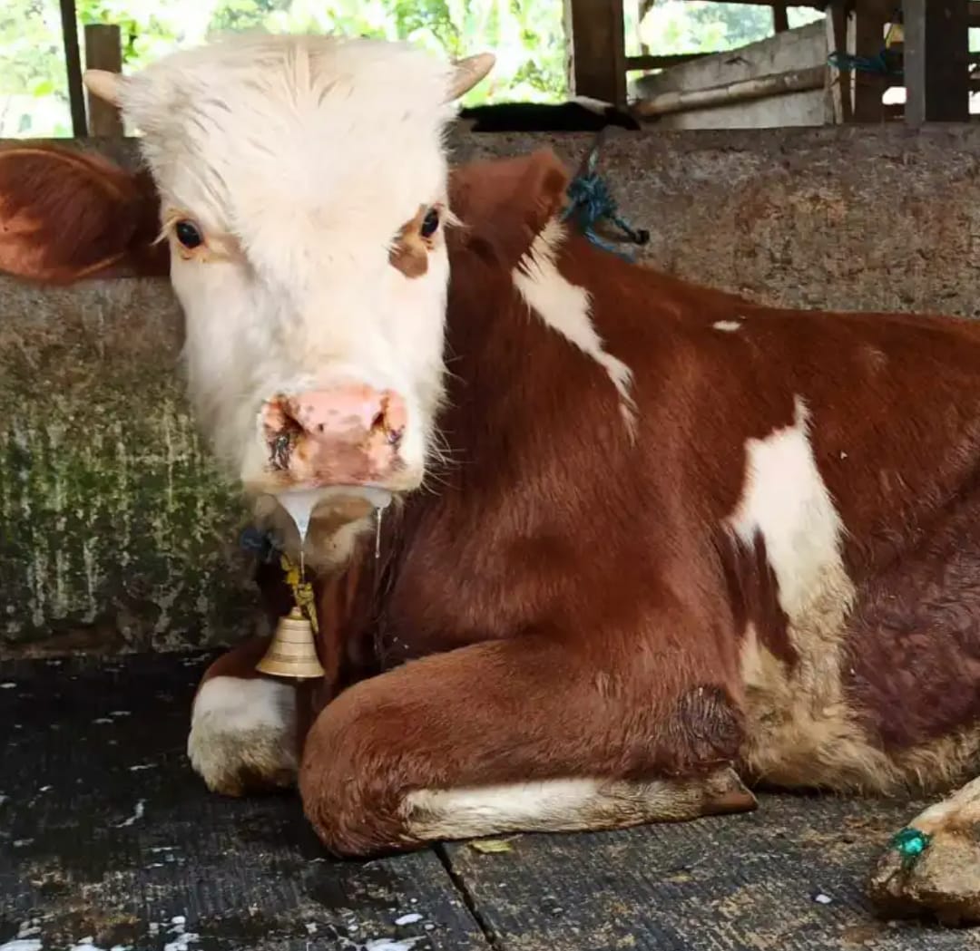 Penyakit Mulut dan Kuku ( PMK )