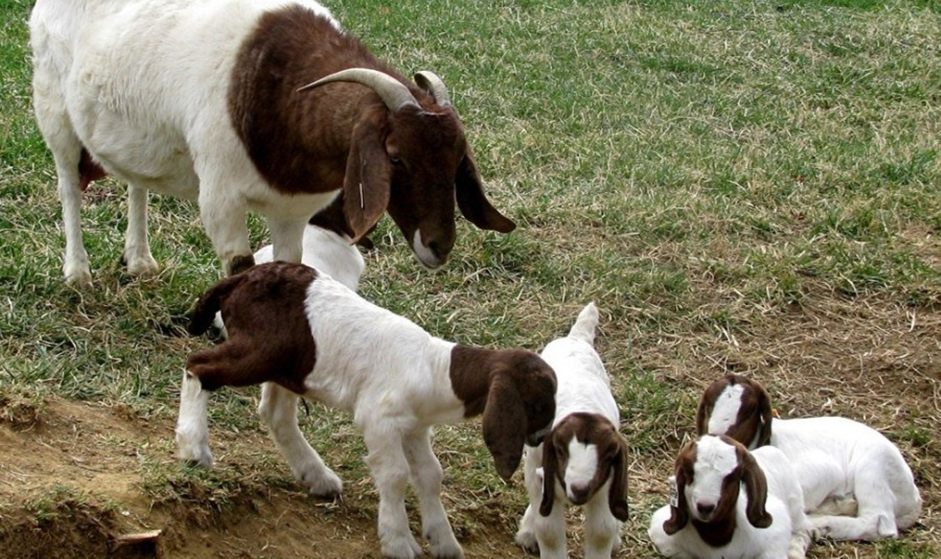 PEMILIHAN BIBIT KAMBING