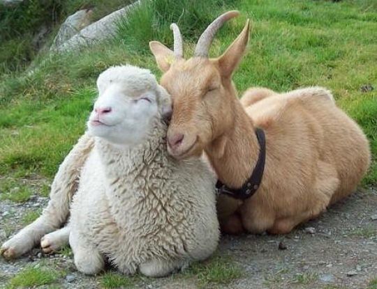 Prospek dan Keuntungan Ternak Kambing