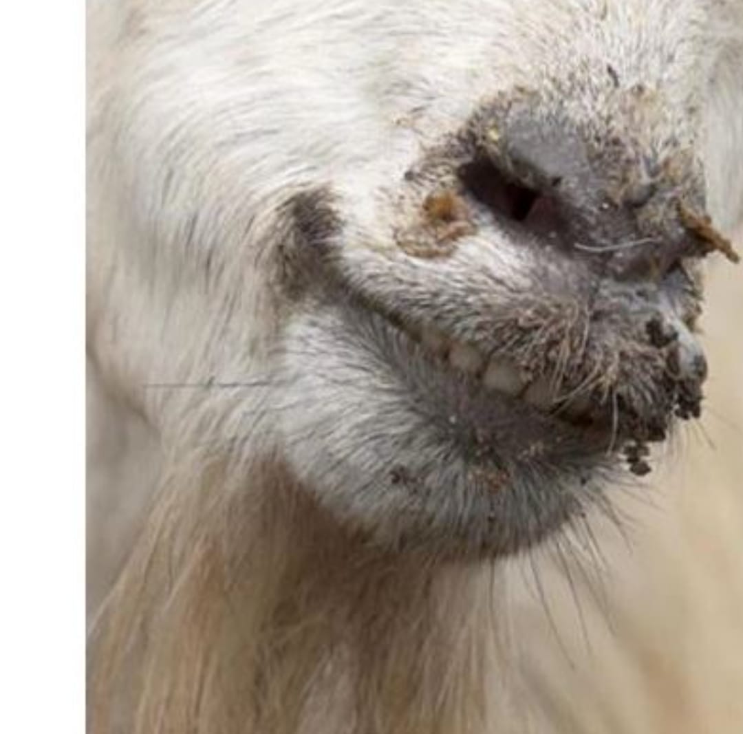 Peste des Petits Ruminants ( PPR )