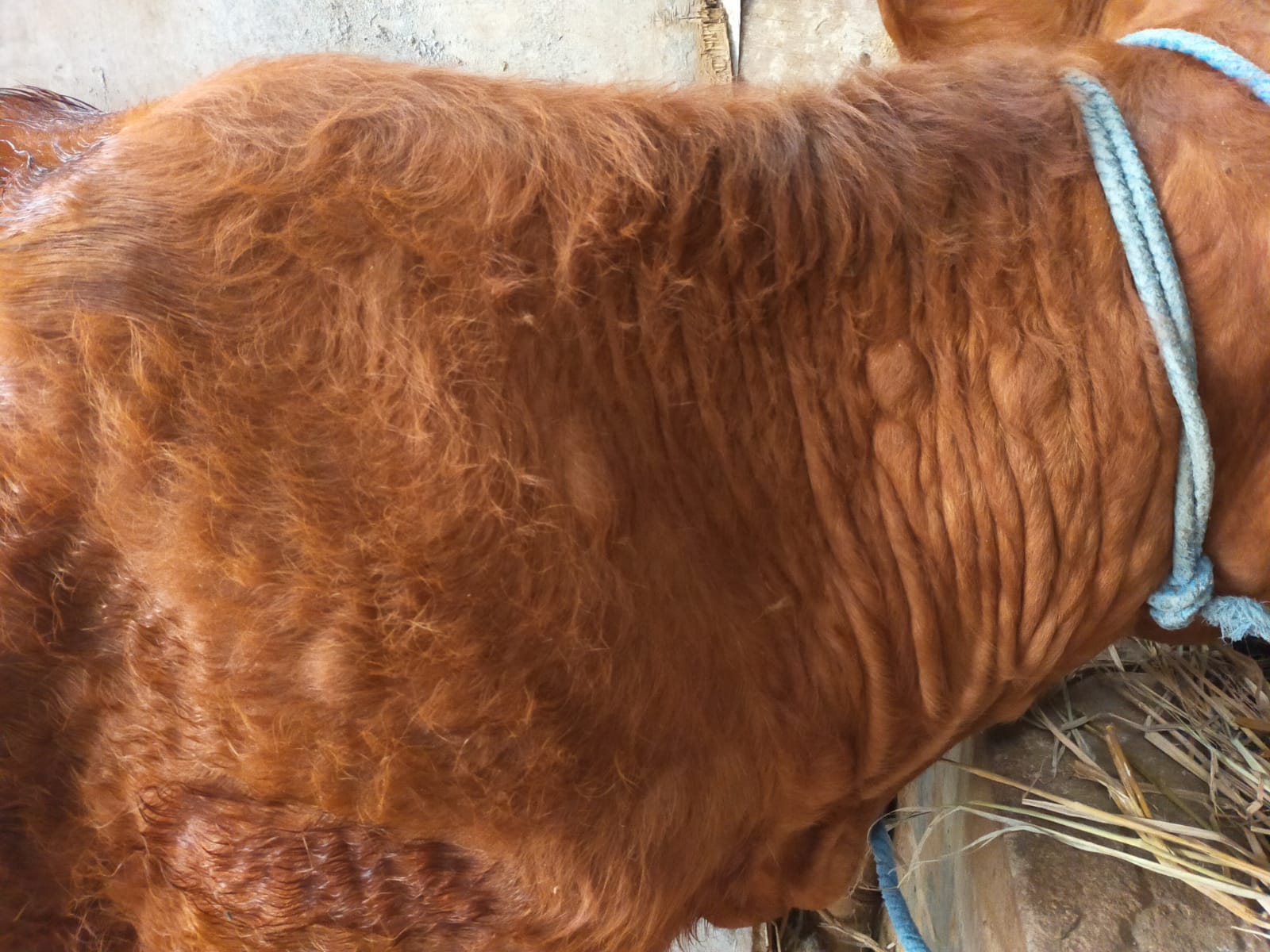 Lumpy Skin Disease ( LSD )